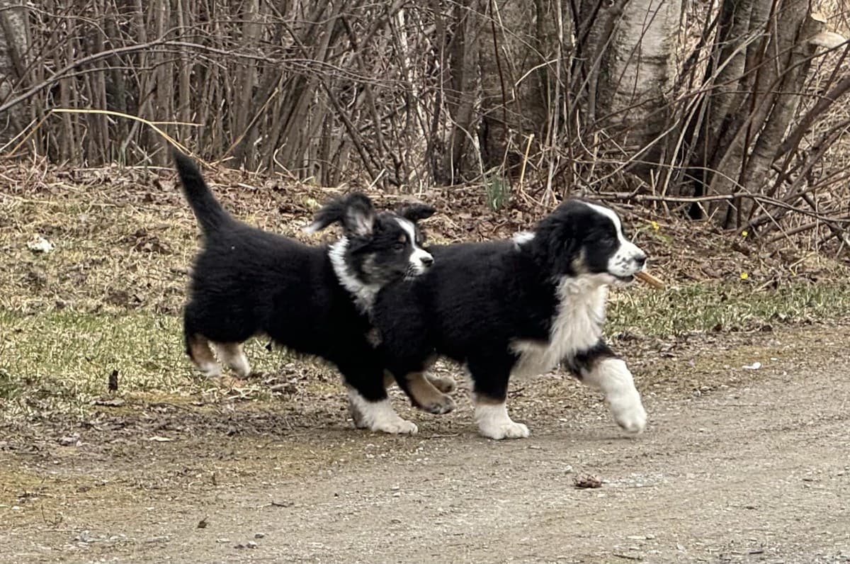 Chiots Berger Américain Miniature en course sur une allée de gravier