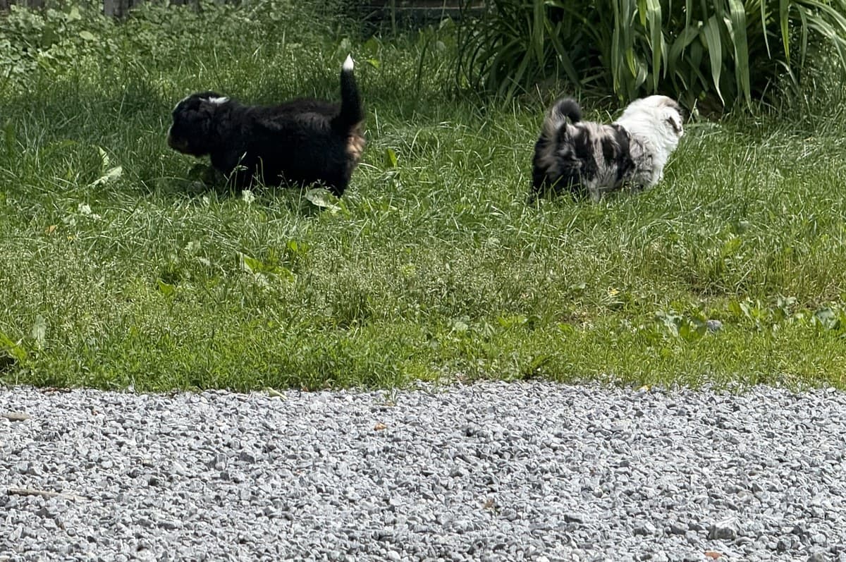 Deux chiots Berger Américain Miniature qui jouent ensemble sur le gazon