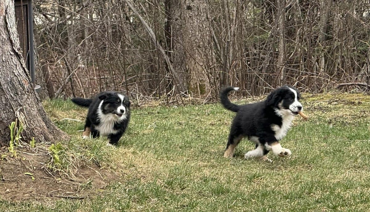Groupe de chiots MAS — portée certifiée, élevage responsable QC