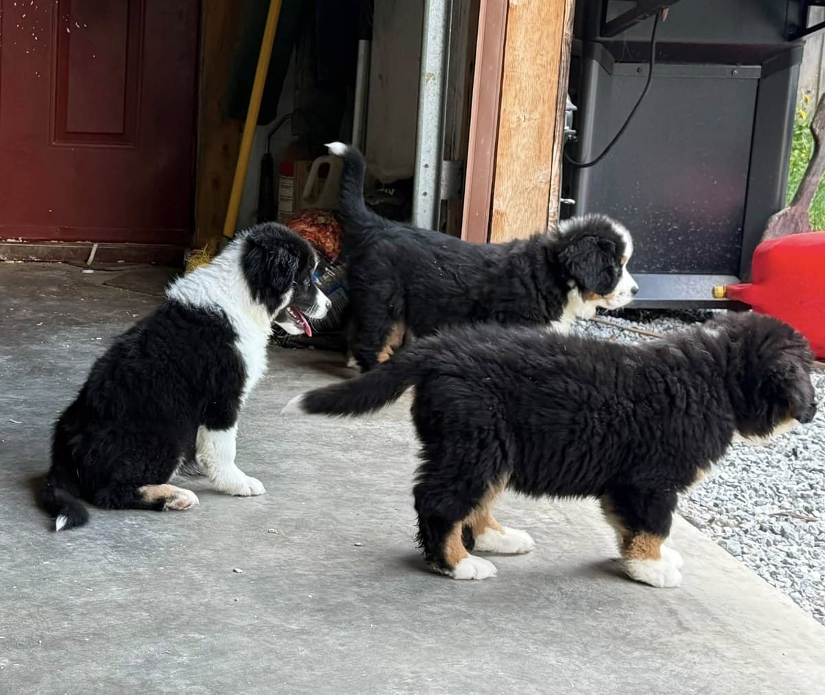 Chiots Berger Américain Miniature qui jouent ensemble