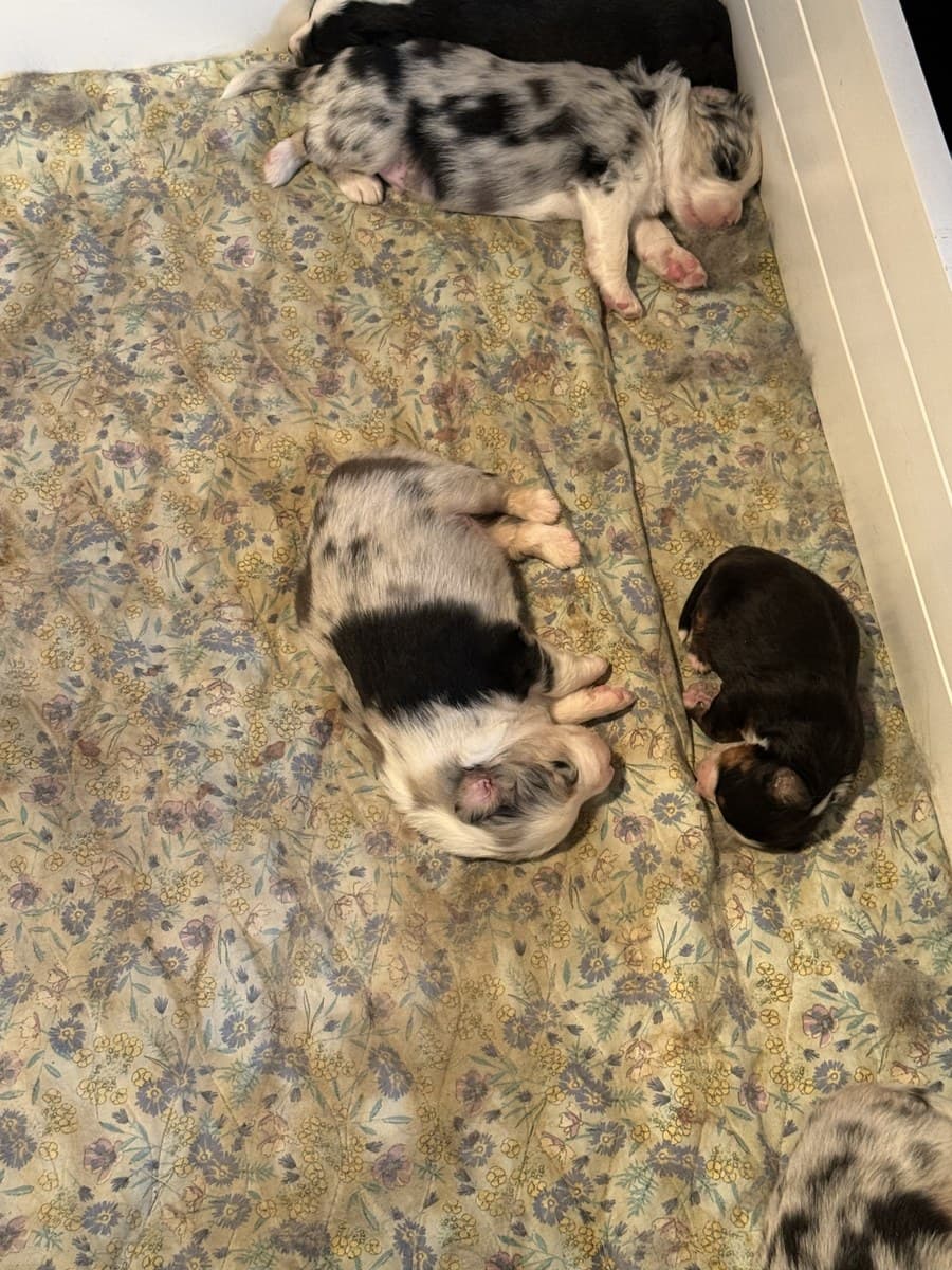 Chiots MAS nouveau-nés sur une couverture, élevage Dudswelriver