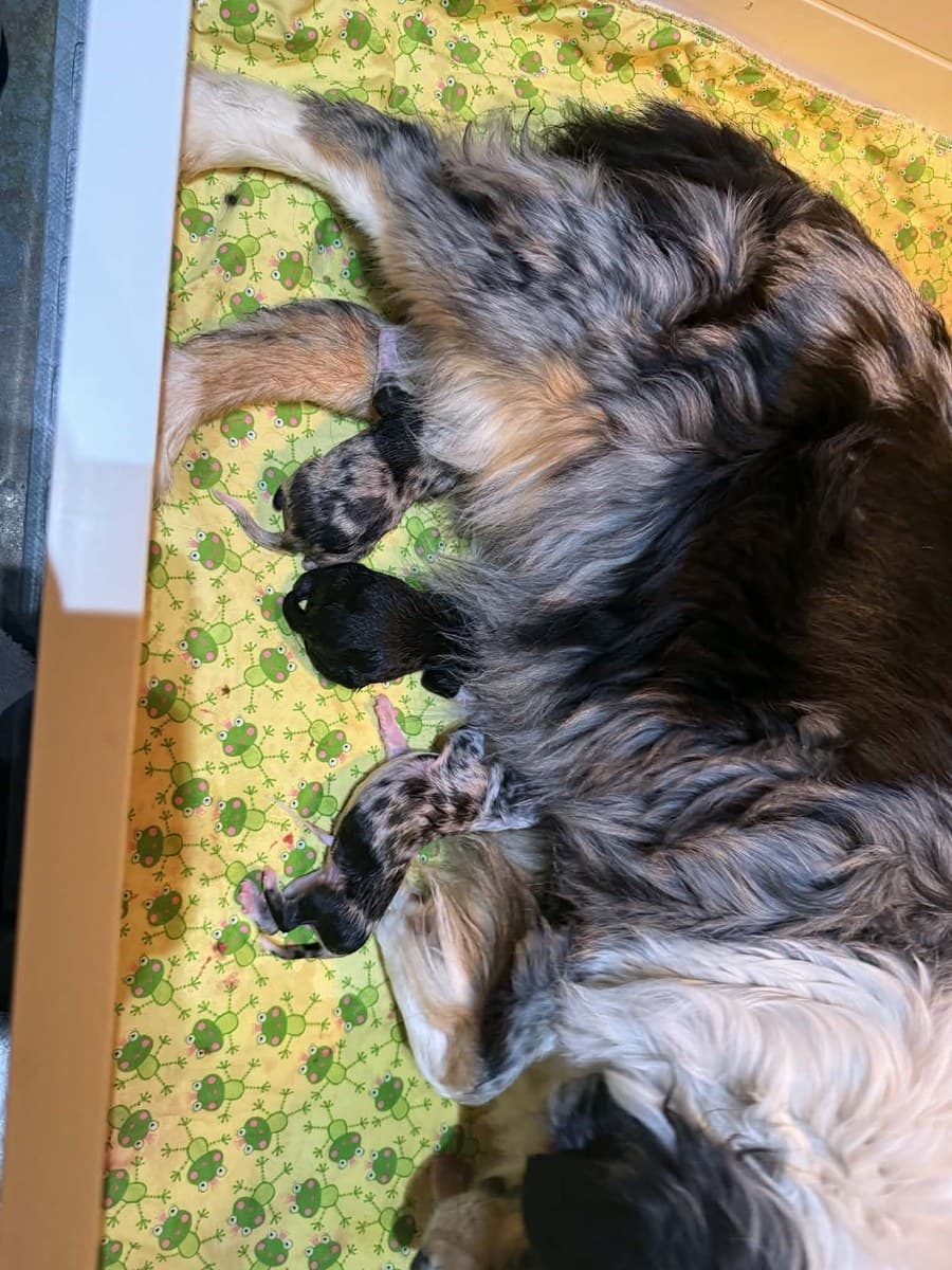 Chiots MAS nouveau-nés sur une couverture fleurie