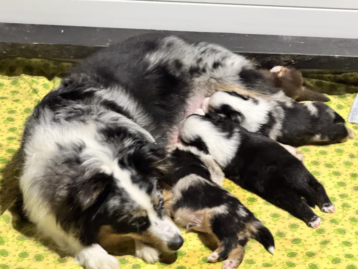 Chienne Dudswelriver avec sa portée de chiots MAS nouveau-nés