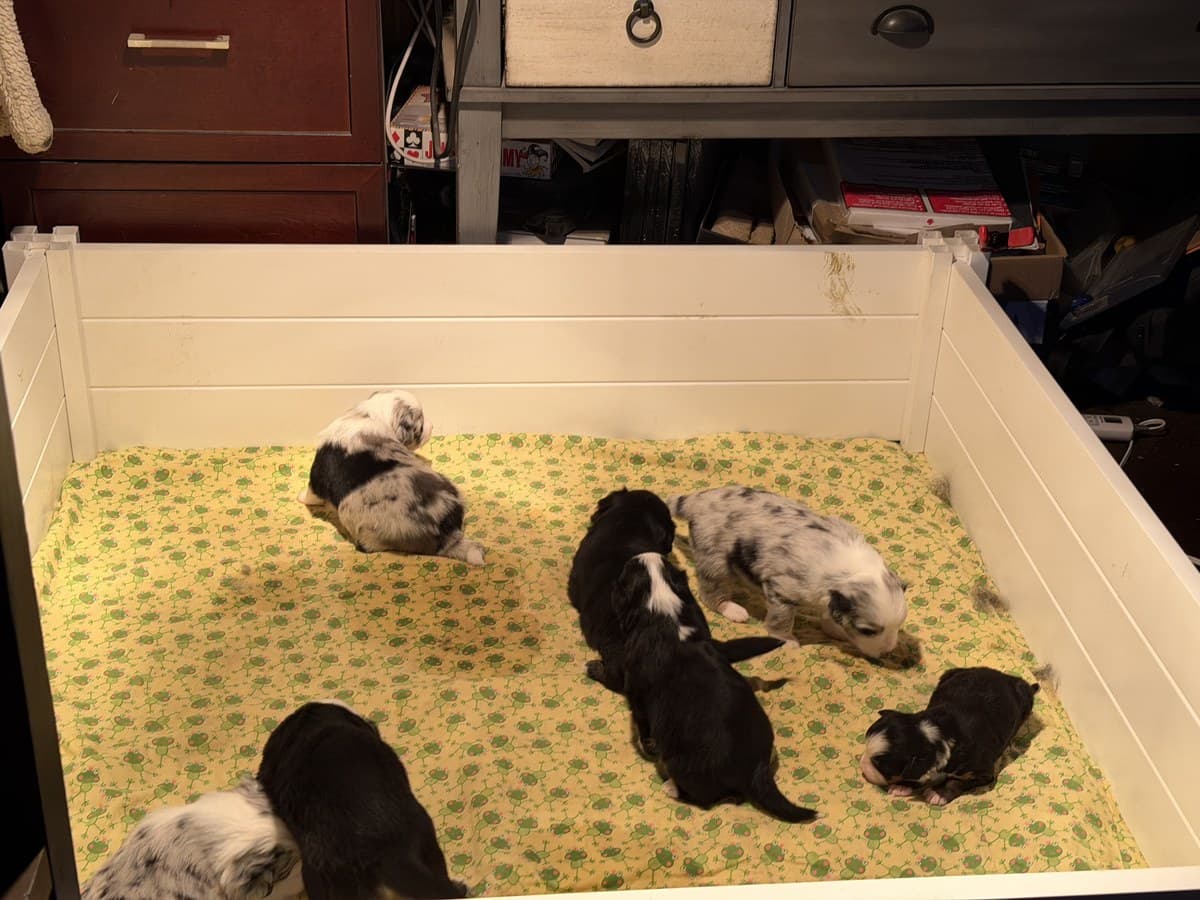 Portée de chiots MAS dans la boîte de maternité