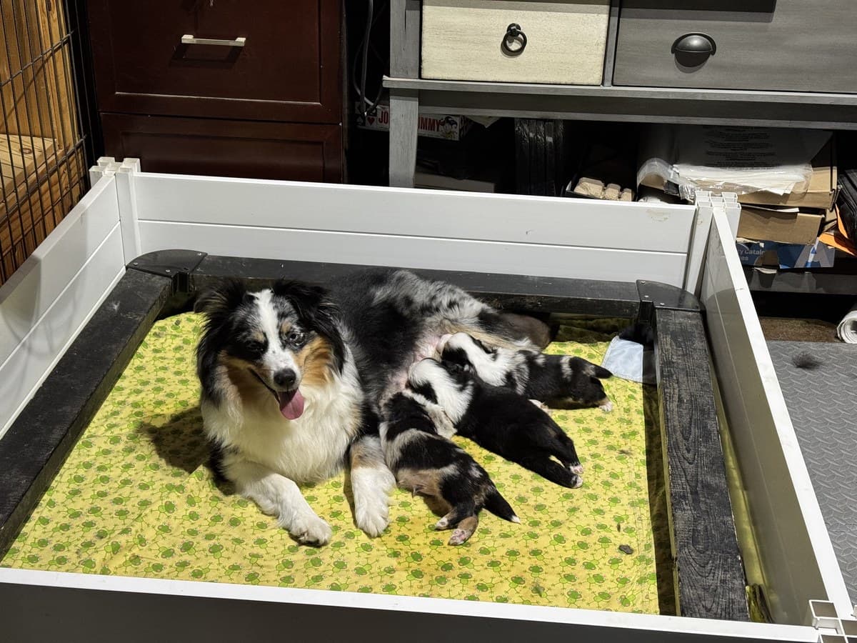 Vue du dessus d'une portée de chiots MAS dans leur boîte de maternité