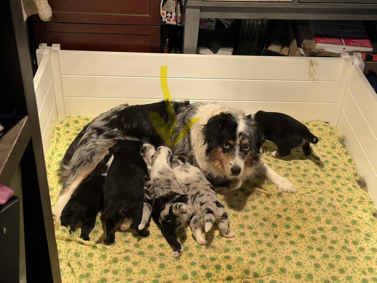 Chienne et sa portée de chiots MAS dans la boîte de maternité