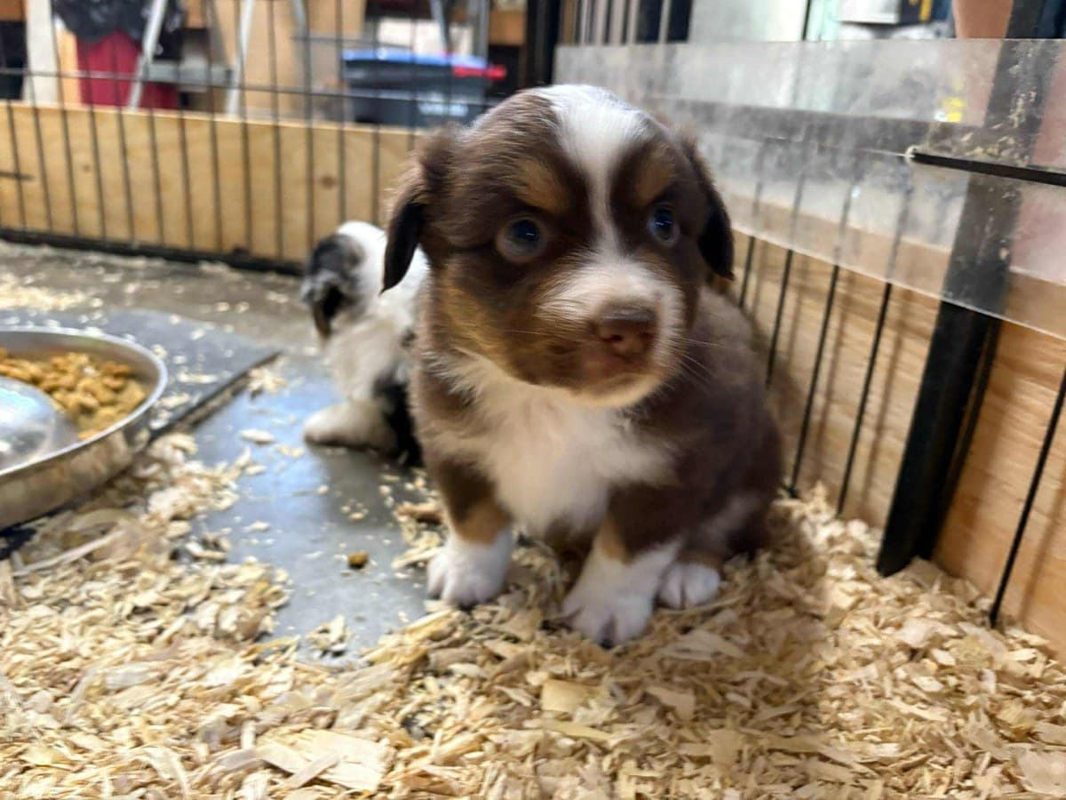 Chiots MAS nouveau-nés dans leur enclos, litière de copeaux de bois