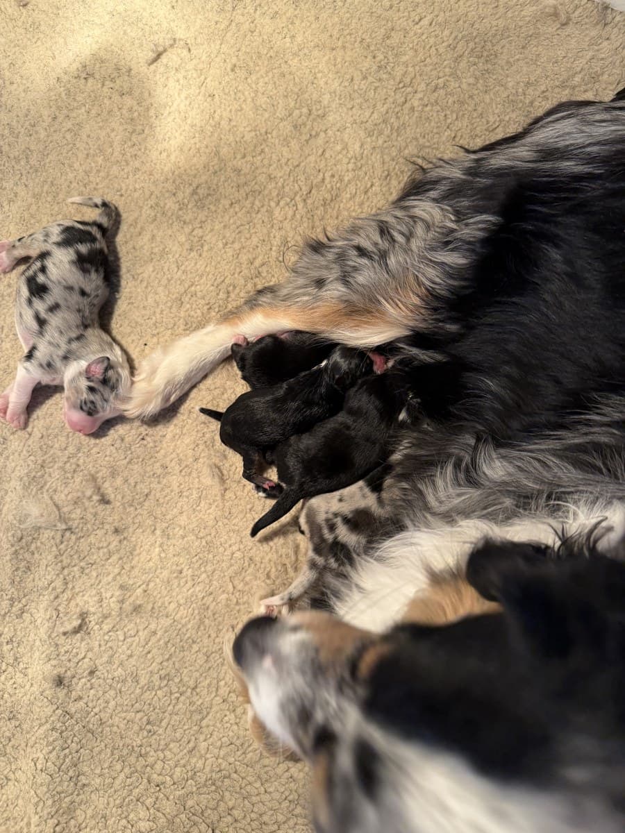 Vue du dessus d'une chienne et sa portée de chiots MAS sur litière de copeaux