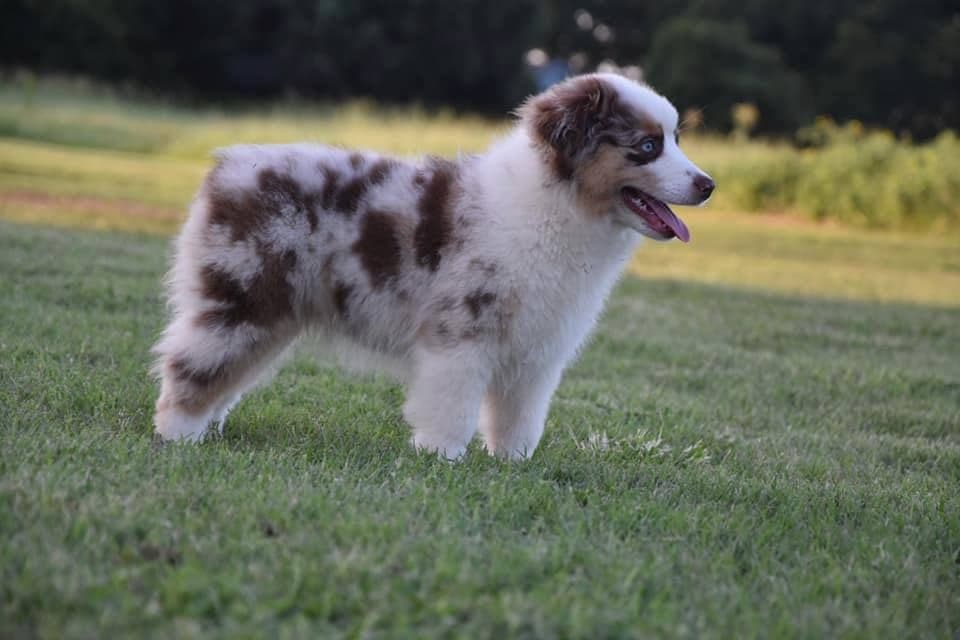Berger Américain Miniature adulte rouge merle debout dans le gazon