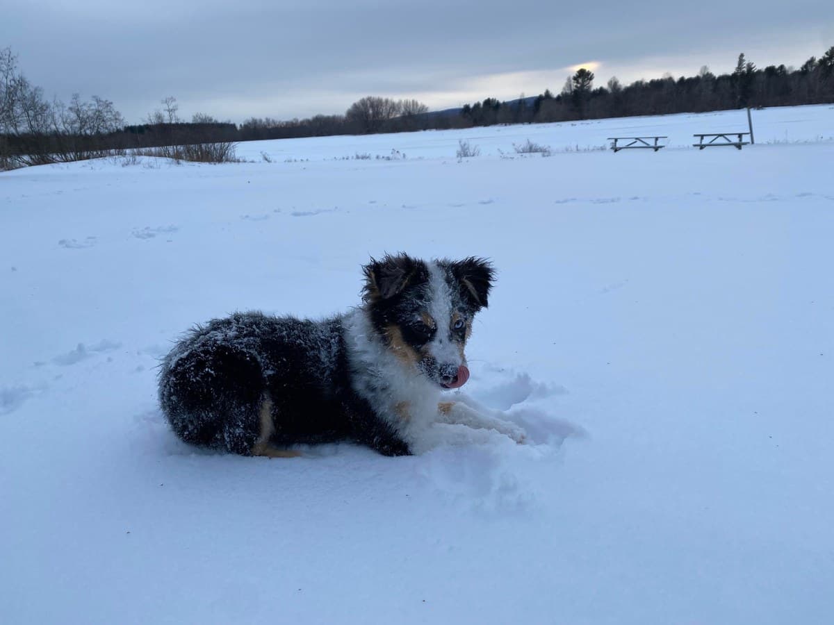 Berger Américain Miniature couché dans la neige