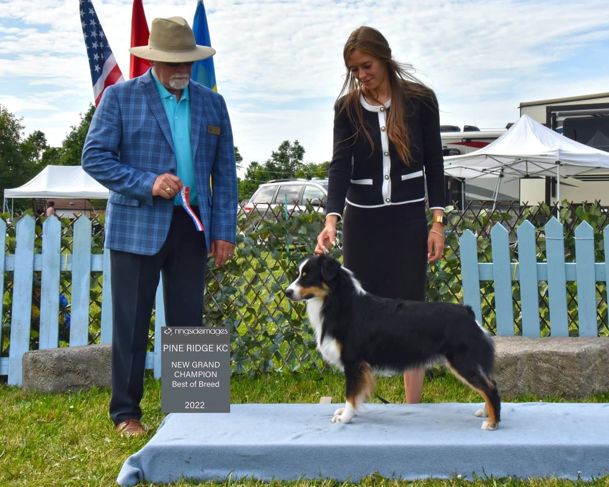 Mini American Shepherd adulte photo de studio, élevage Québec