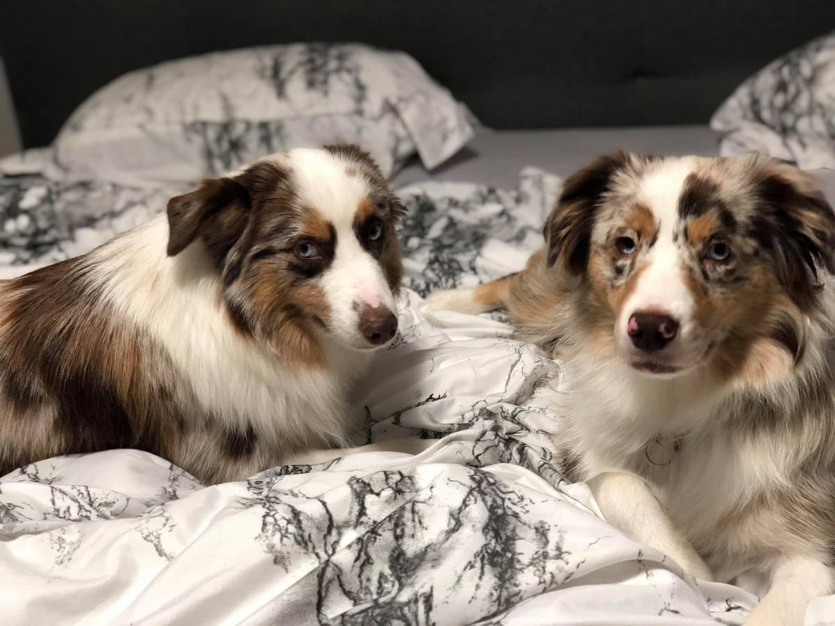 Deux Bergers Américains Miniatures ensemble sur un lit