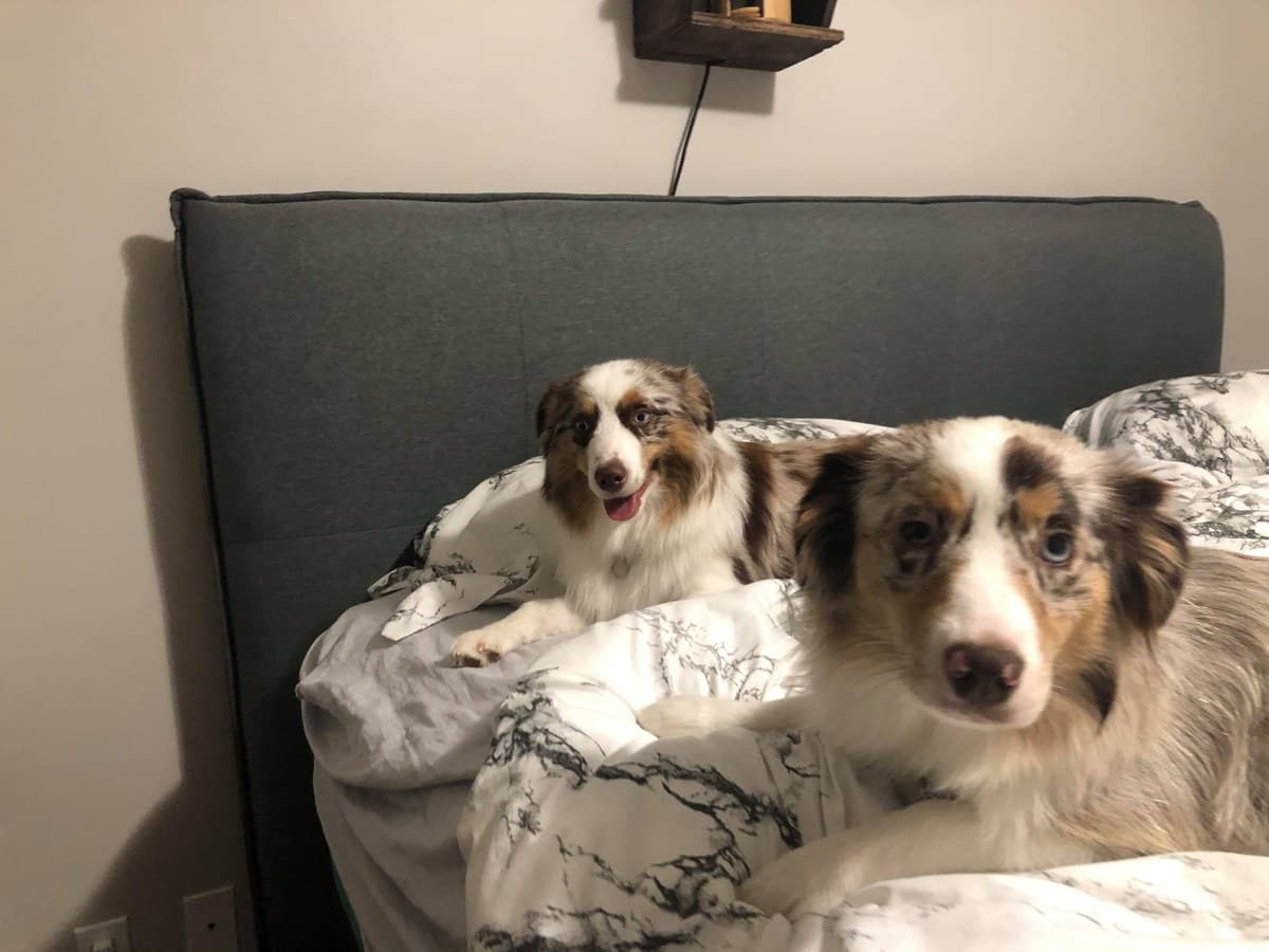 Deux Bergers Américains Miniatures blottis sur un lit