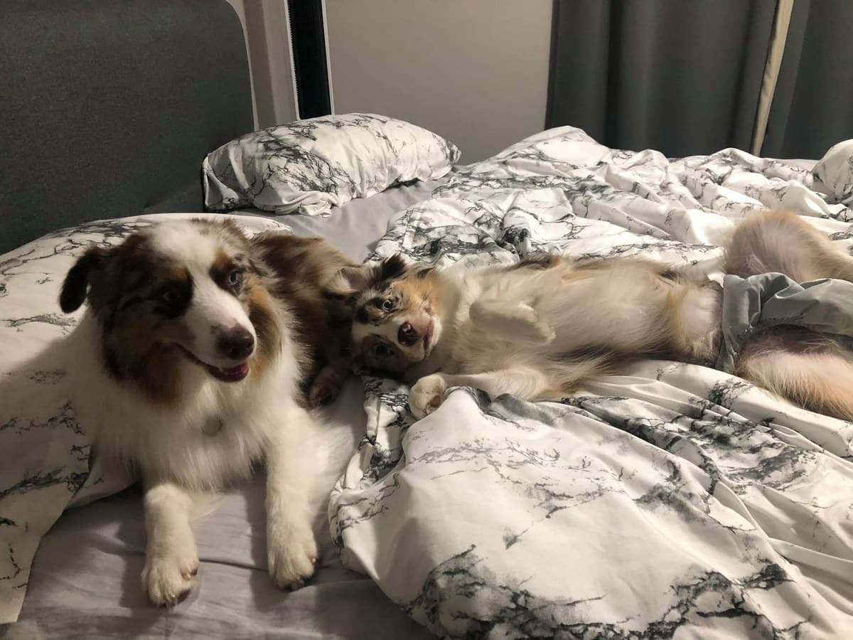 Deux Bergers Américains Miniatures qui jouent sur un lit