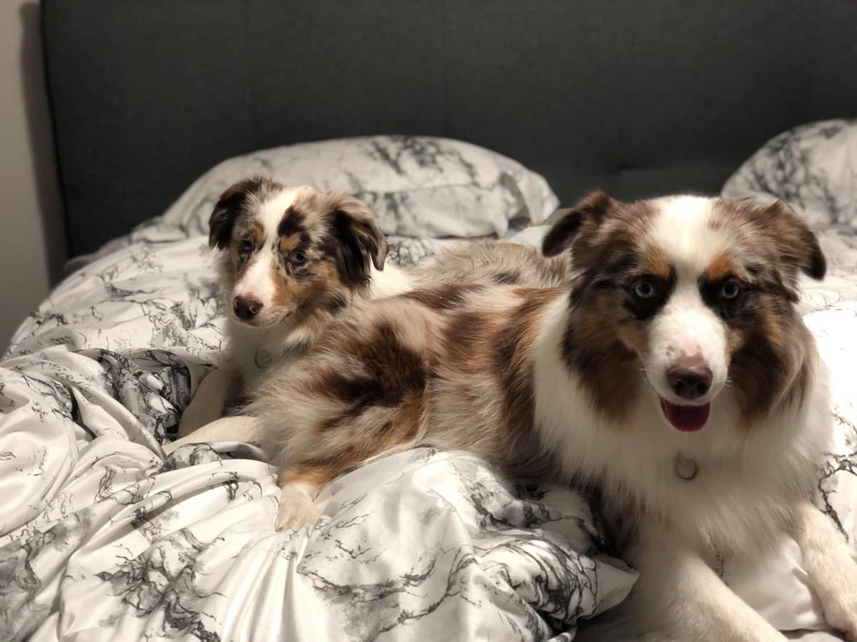 Deux Bergers Américains Miniatures merle ensemble sur un lit