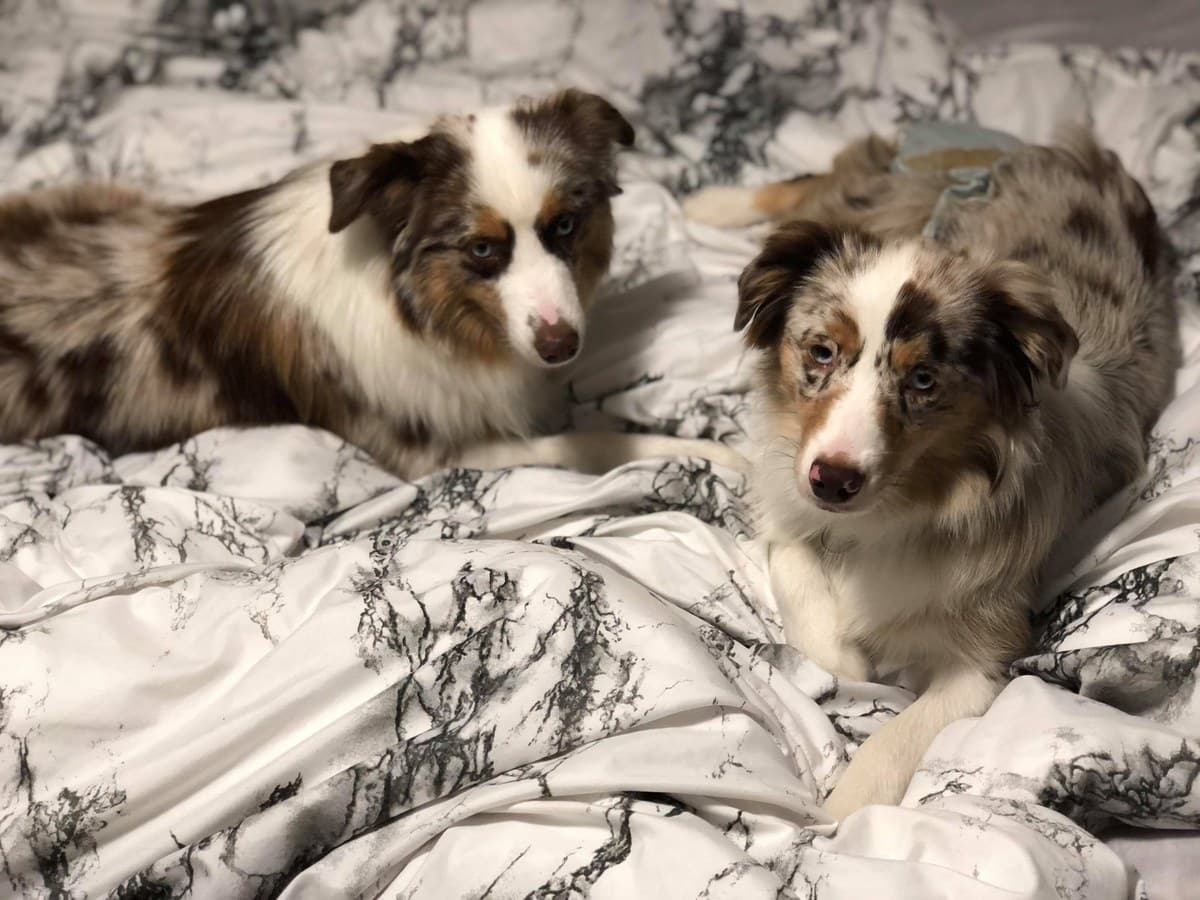 Deux Bergers Américains Miniatures blottis sur un lit