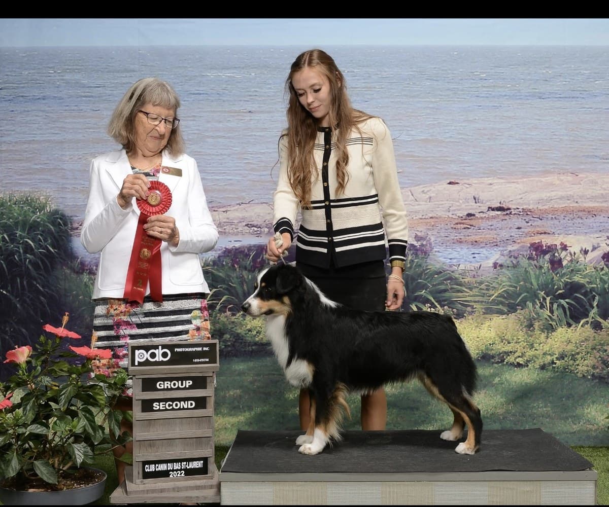 Berger Américain Miniature récompensé lors d'une exposition canine