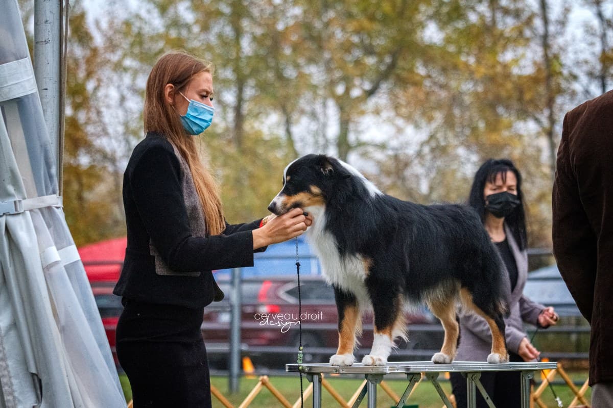 Classe de manipulation en exposition canine, Berger Américain Miniature