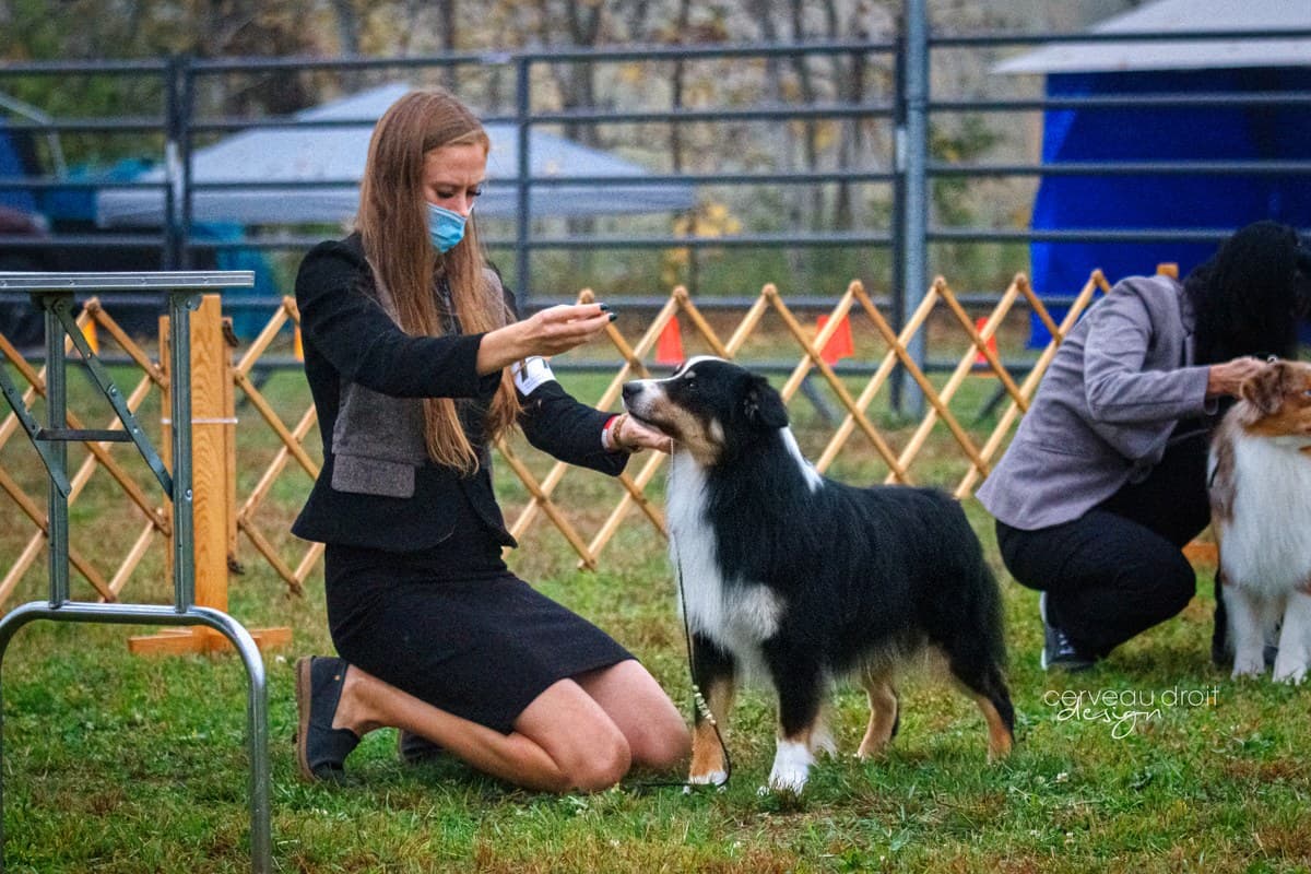 Classe de manipulation en exposition canine, Berger Américain Miniature