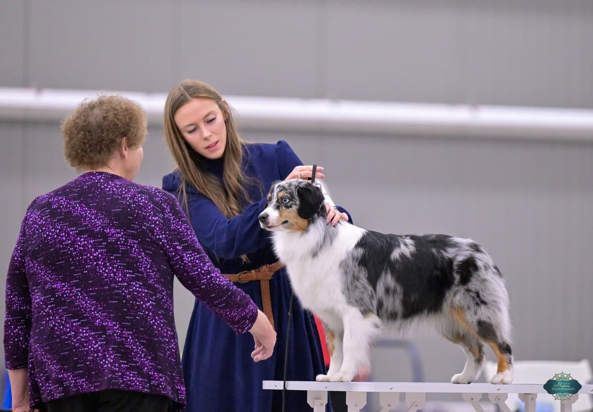 Cérémonie de groupe en exposition canine, Berger Américain Miniature