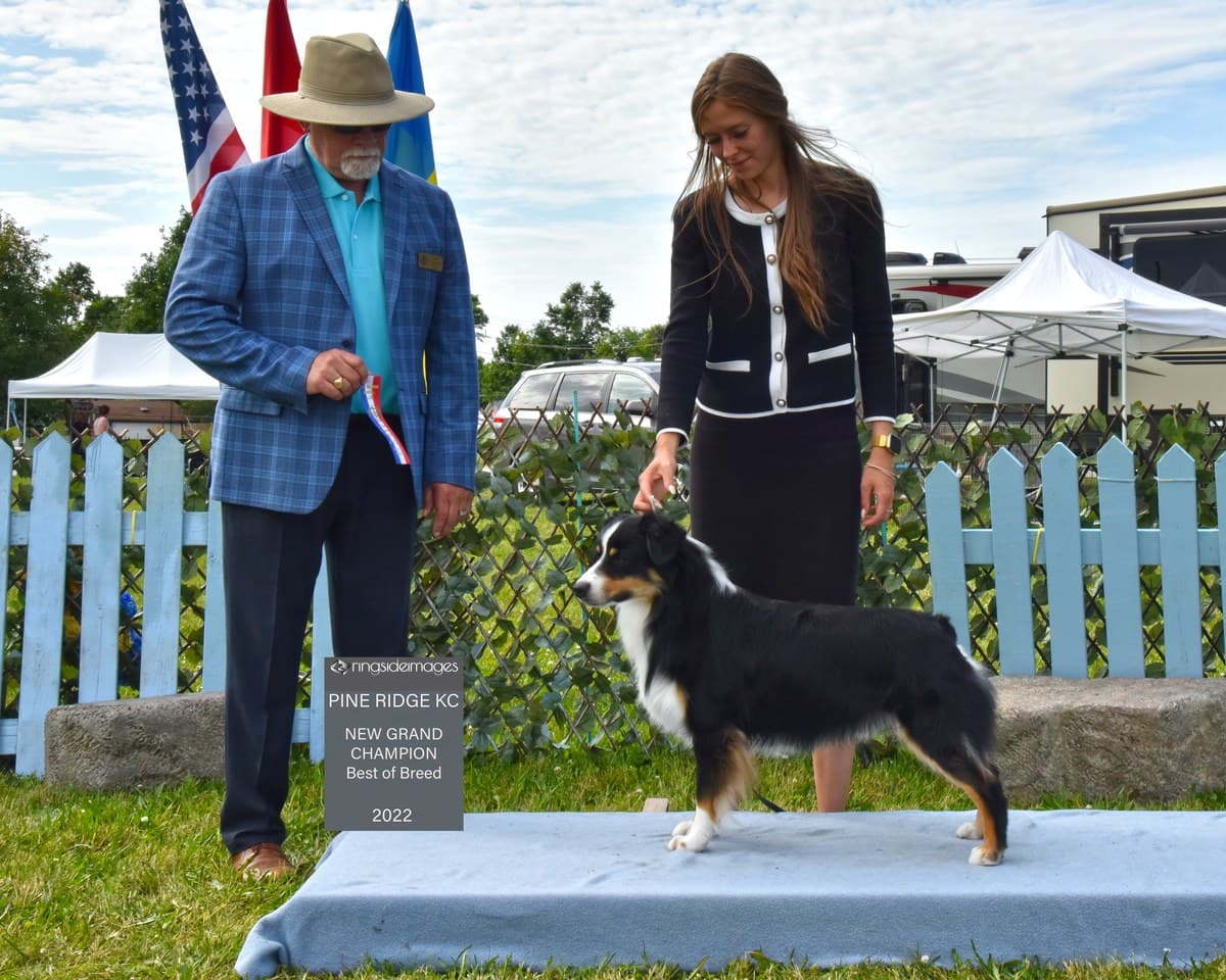 Berger Américain Miniature couronné Nouveau Grand Champion en exposition canine