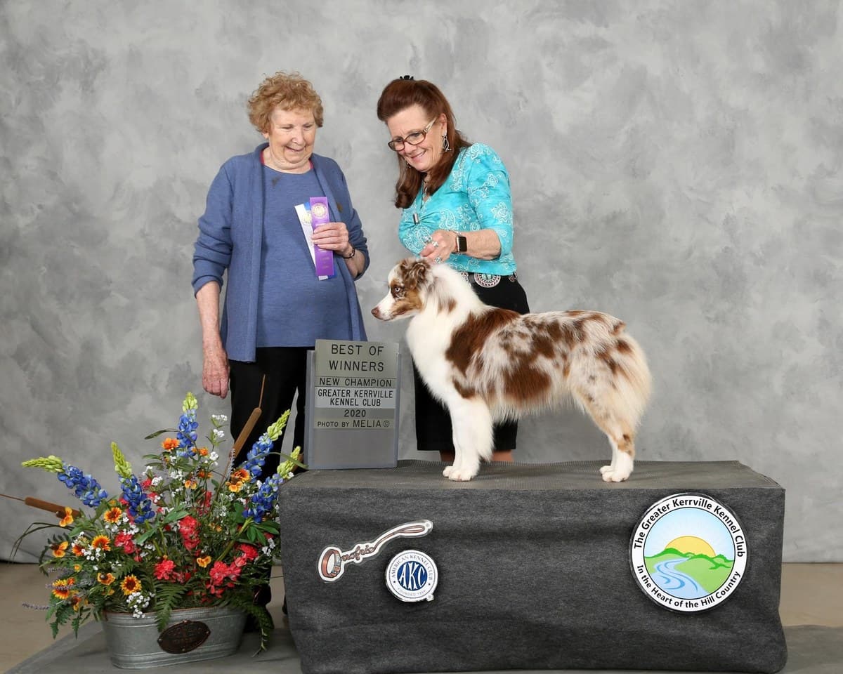 Cérémonie de remise de prix en exposition canine, Berger Américain Miniature