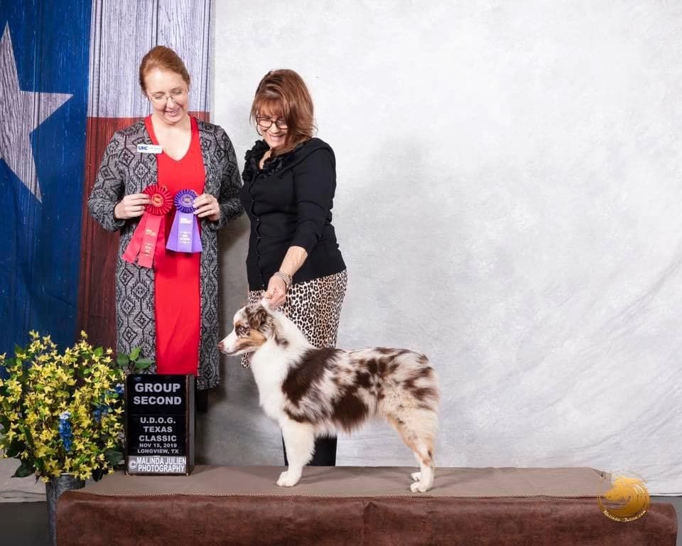 Remise de plaque lors d'une exposition canine, Berger Américain Miniature