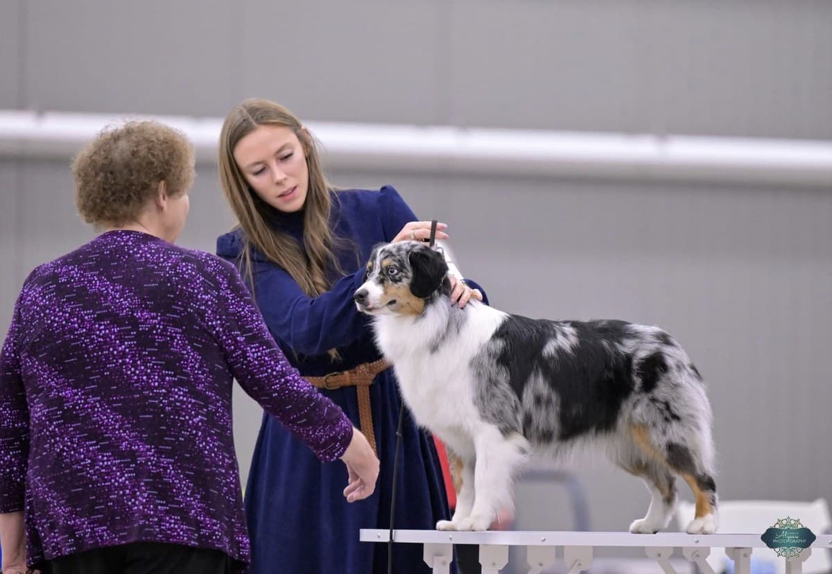 Berger Américain Miniature présenté au juge en exposition canine
