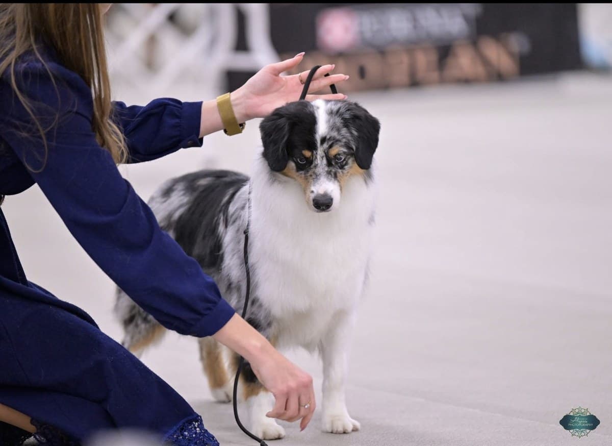 Juge examinant un Berger Américain Miniature en exposition canine