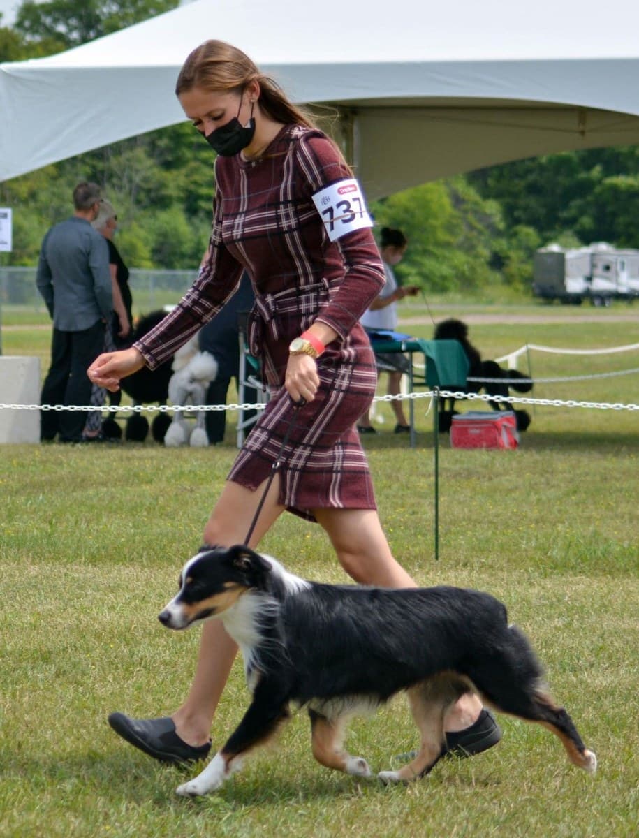 Handler faisant marcher deux Bergers Américains Miniatures dans le ring d'exposition